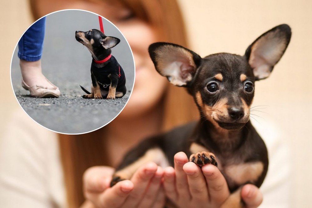 Con chó nhỏ này thuộc giống chó Dachshund (còn gọi là chó xúc xích, giống chó thân dài, ngực nở, bụng hóp, hoạt bát, rắn chắc với 4 chân rất ngắn), được đặt tên là Chip.